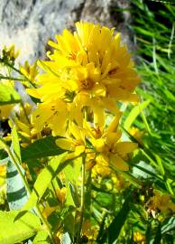 Fotografia da espécie Lysimachia vulgaris