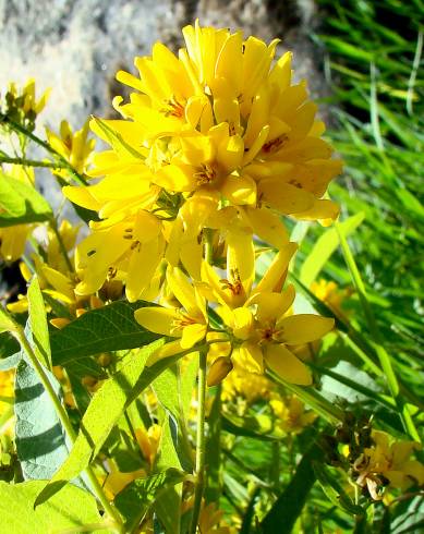 Fotografia de capa Lysimachia vulgaris - do Jardim Botânico