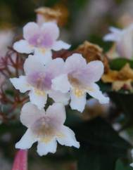 Abelia x grandiflora