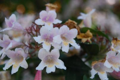 Fotografia da espécie Abelia x grandiflora