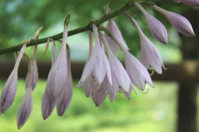 Fotografia da espécie Hosta capitata