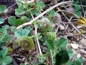 Fotografia da espécie Medicago doliata