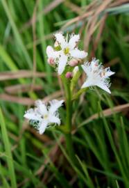 Fotografia da espécie Menyanthes trifoliata