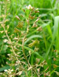 Fotografia da espécie Capsella bursa-pastoris