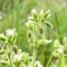 Fotografia 2 da espécie Cerastium glomeratum do Jardim Botânico UTAD