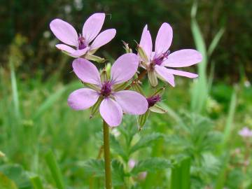 Fotografia da espécie Erodium cicutarium subesp. cicutarium