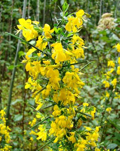 Fotografia de capa Genista falcata - do Jardim Botânico