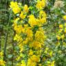 Fotografia 1 da espécie Genista falcata do Jardim Botânico UTAD