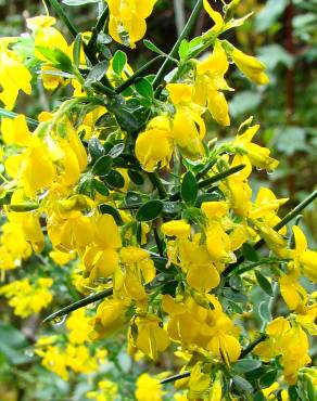 Fotografia 5 da espécie Genista falcata no Jardim Botânico UTAD