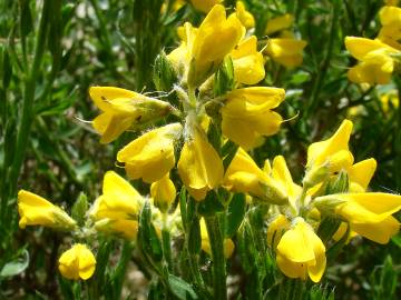 Fotografia da espécie Genista tournefortii subesp. tournefortii