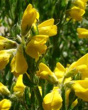 Fotografia da espécie Genista tournefortii