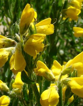 Fotografia 1 da espécie Genista tournefortii subesp. tournefortii no Jardim Botânico UTAD