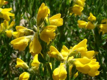 Fotografia da espécie Genista tournefortii subesp. tournefortii