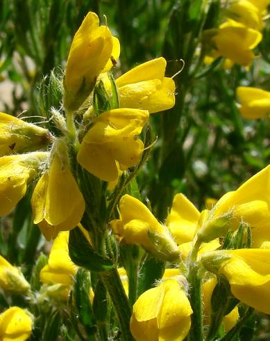 Fotografia de capa Genista tournefortii subesp. tournefortii - do Jardim Botânico