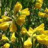 Fotografia 1 da espécie Genista tournefortii subesp. tournefortii do Jardim Botânico UTAD