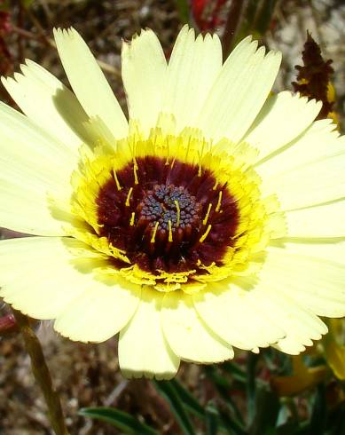 Fotografia de capa Hispidella hispanica - do Jardim Botânico