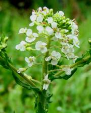 Fotografia da espécie Lepidium heterophyllum