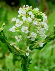 Lepidium heterophyllum