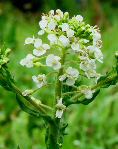 Fotografia de capa Lepidium heterophyllum - do Jardim Botânico