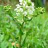 Fotografia 5 da espécie Lepidium heterophyllum do Jardim Botânico UTAD