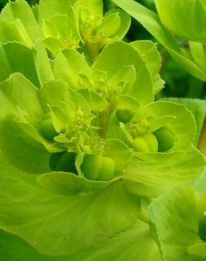 Fotografia 2 da espécie Euphorbia helioscopia subesp. helioscopia no Jardim Botânico UTAD