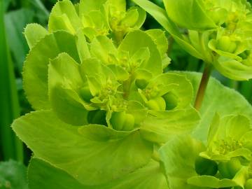 Fotografia da espécie Euphorbia helioscopia subesp. helioscopia