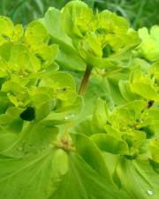 Fotografia da espécie Euphorbia helioscopia