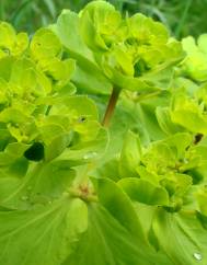 Euphorbia helioscopia subesp. helioscopia