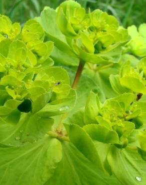 Fotografia 3 da espécie Euphorbia helioscopia subesp. helioscopia no Jardim Botânico UTAD