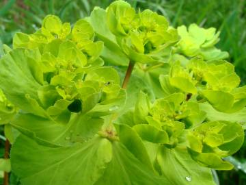 Fotografia da espécie Euphorbia helioscopia subesp. helioscopia