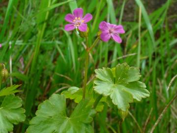 Fotografia da espécie Geranium lucidum