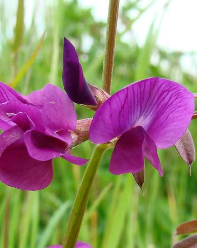 Fotografia de capa Vicia sativa subesp. nigra - do Jardim Botânico