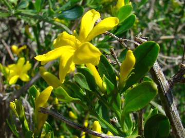 Fotografia da espécie Chrysojasminum fruticans