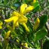 Fotografia 5 da espécie Chrysojasminum fruticans do Jardim Botânico UTAD