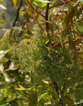 Fotografia 5 da espécie Pistacia terebinthus no Jardim Botânico UTAD