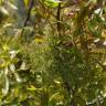 Fotografia 5 da espécie Pistacia terebinthus do Jardim Botânico UTAD