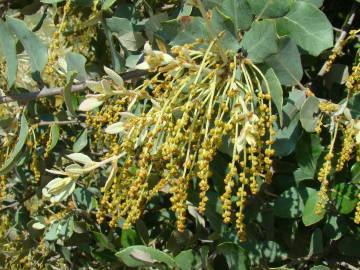 Fotografia da espécie Quercus rotundifolia