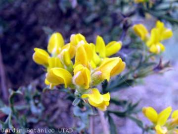 Fotografia da espécie Pterospartum tridentatum subesp. lasianthum