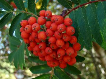 Fotografia da espécie Sorbus aucuparia