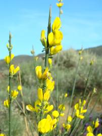 Fotografia da espécie Genista hystrix