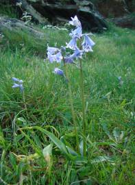 Fotografia da espécie Hyacinthoides hispanica