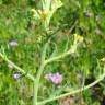 Fotografia 3 da espécie Sisymbrium officinale do Jardim Botânico UTAD