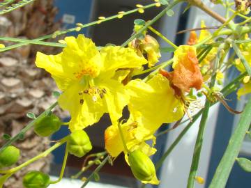 Fotografia da espécie Parkinsonia aculeata