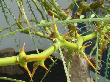 Fotografia da espécie Parkinsonia aculeata