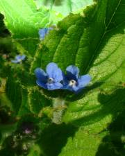 Fotografia da espécie Pentaglottis sempervirens