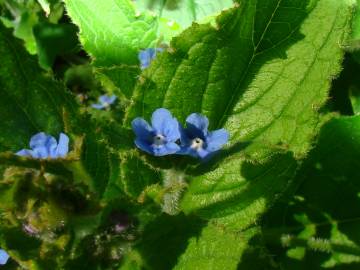 Fotografia da espécie Pentaglottis sempervirens