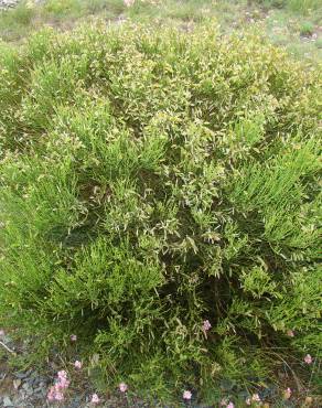 Fotografia 3 da espécie Cytisus oromediterraneus no Jardim Botânico UTAD