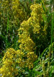 Fotografia da espécie Galium verum subesp. verum