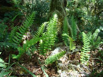 Fotografia da espécie Polypodium interjectum