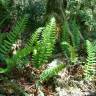 Fotografia 3 da espécie Polypodium interjectum do Jardim Botânico UTAD